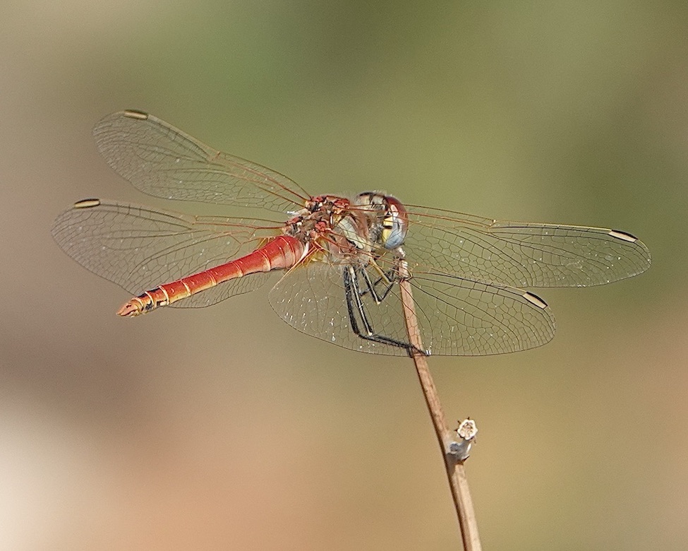 red-veined darter